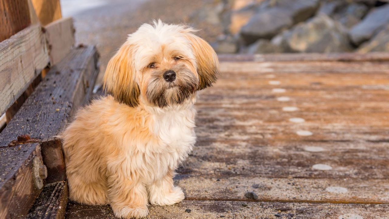 sarı Lhasa Apso