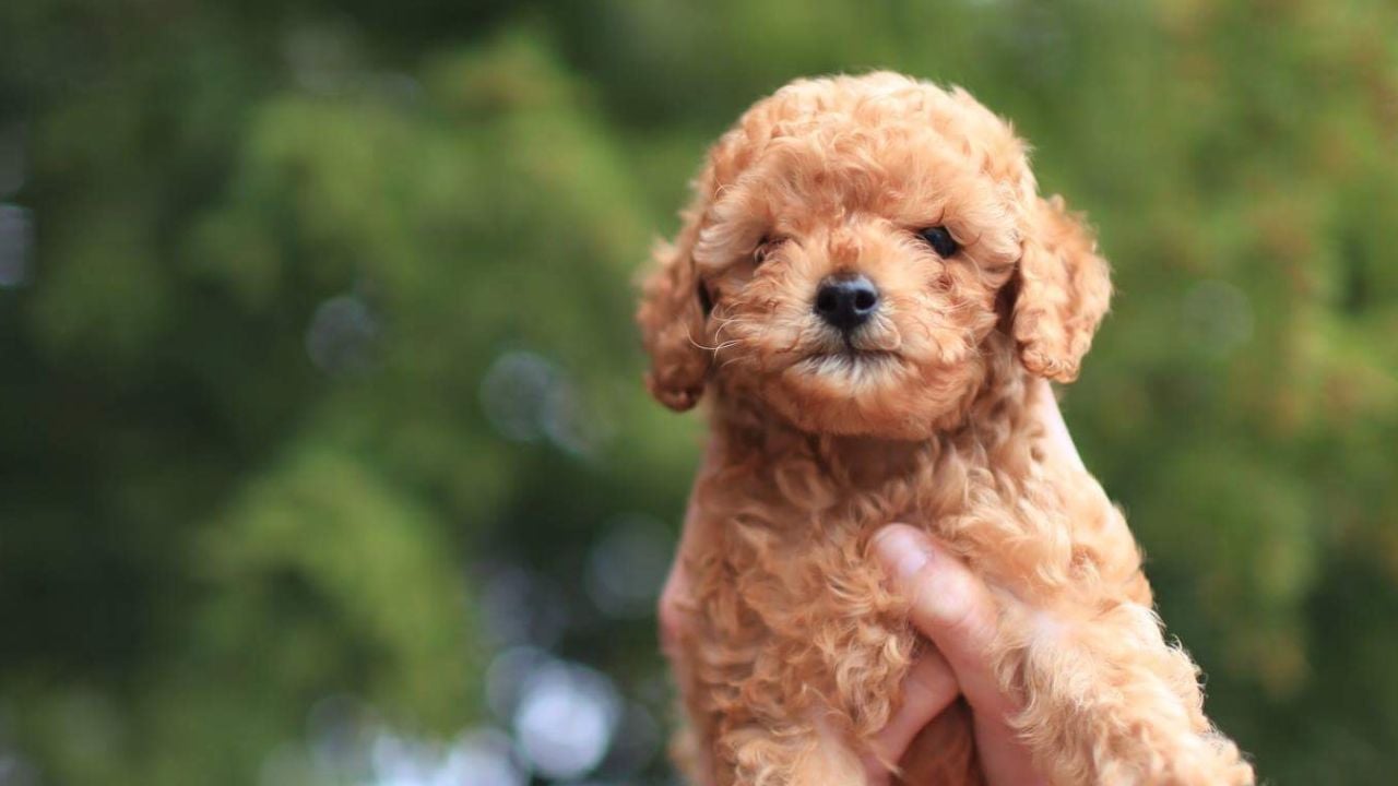 sarı Toy Poodle
