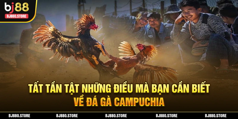 Đá Gà Campuchia BJ88 – Cách Đặt Cược Nâng Cao Lợi Nhuận
