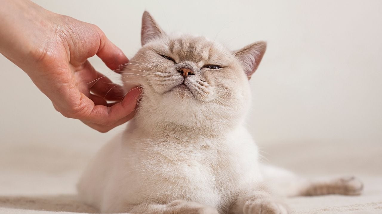 uysal bir kedi olan british shorthair