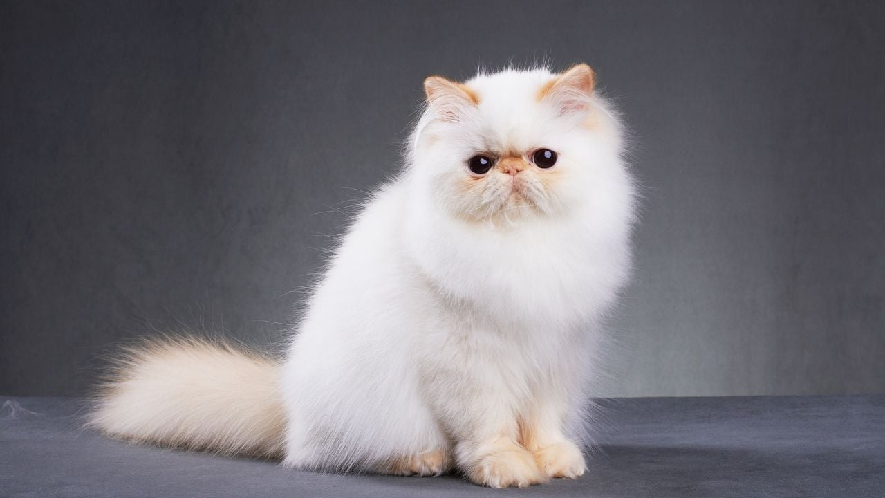 En Sakin ve Uysal Kedi Türleri ve Özellikleri