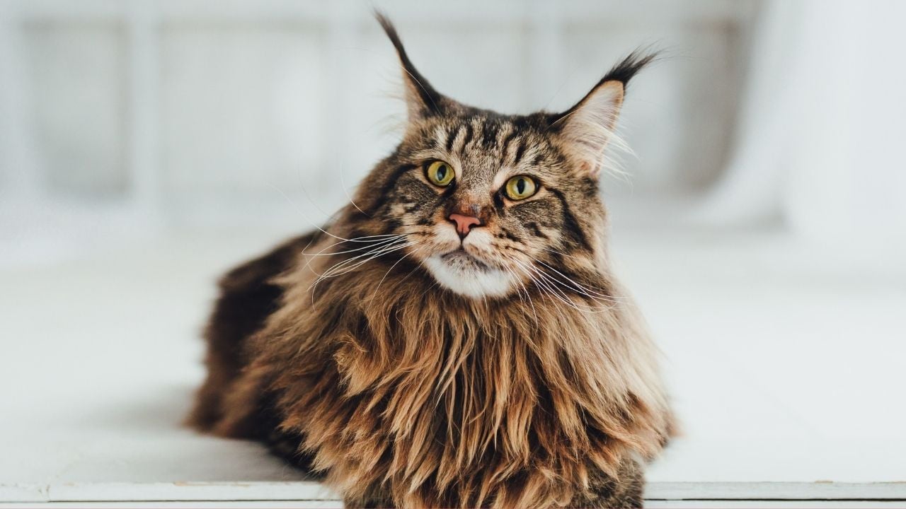 uysal bir kedi olan maine coon kedisi
