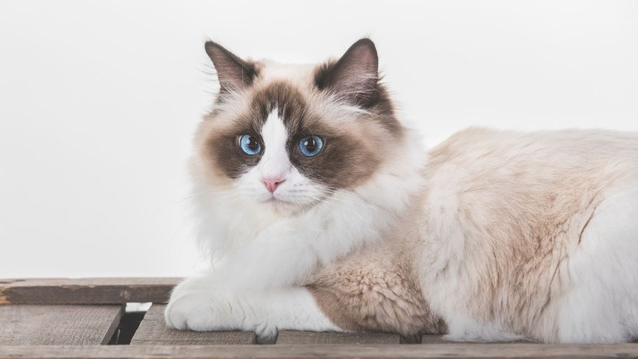 uysal bir kedi olan ragdoll kedisi