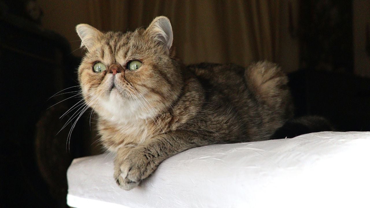 uysal bir kedi olan exotic shorthair kedisi
