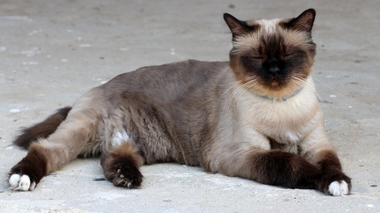uysal bir kedi olan birman kedisi