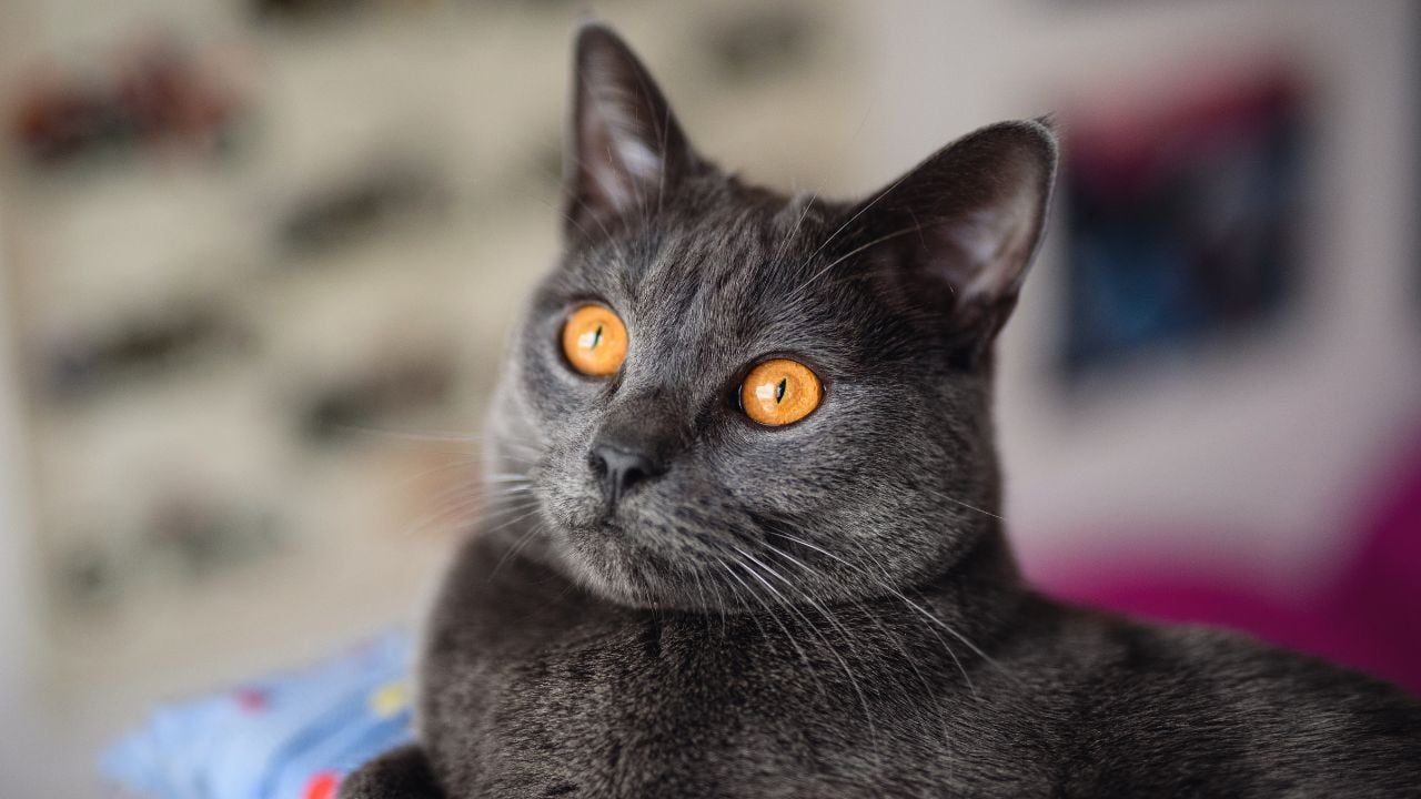 uysal bir kedi olan chartreux kedisi
