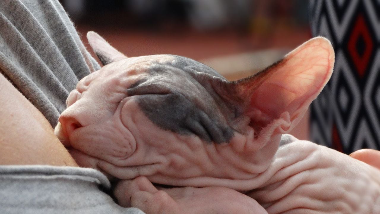 uysal bir kedi olan sfenks kedisi
