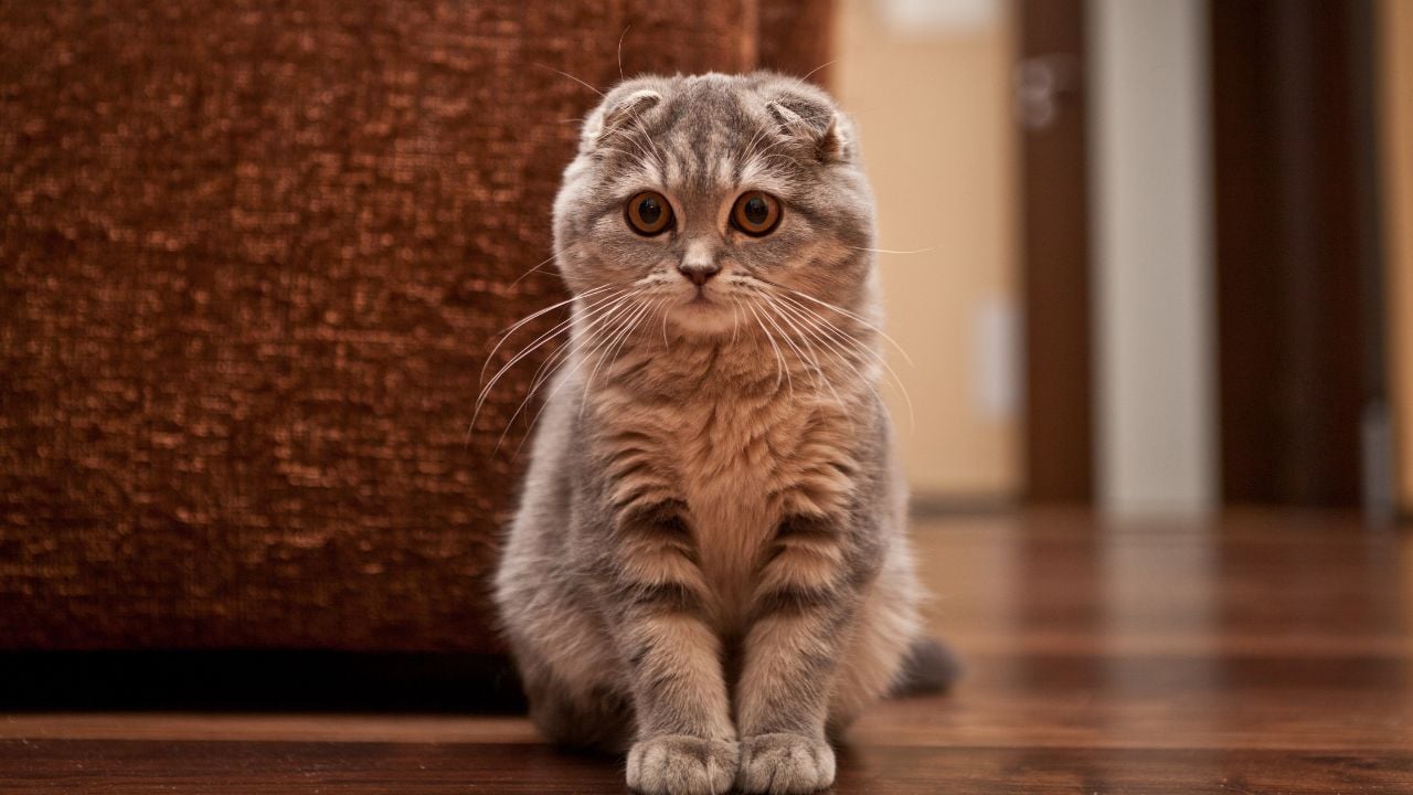 sevimli ve uysal bir scottish kedi