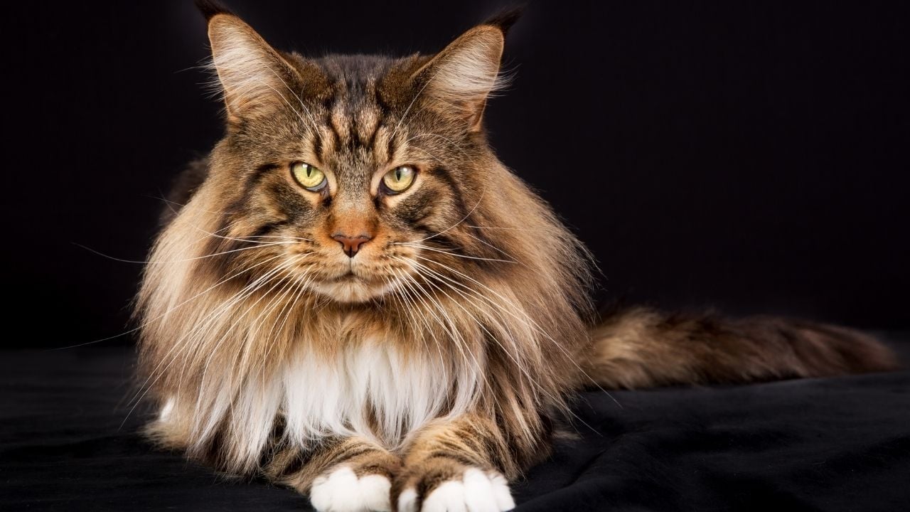 Maine Coon