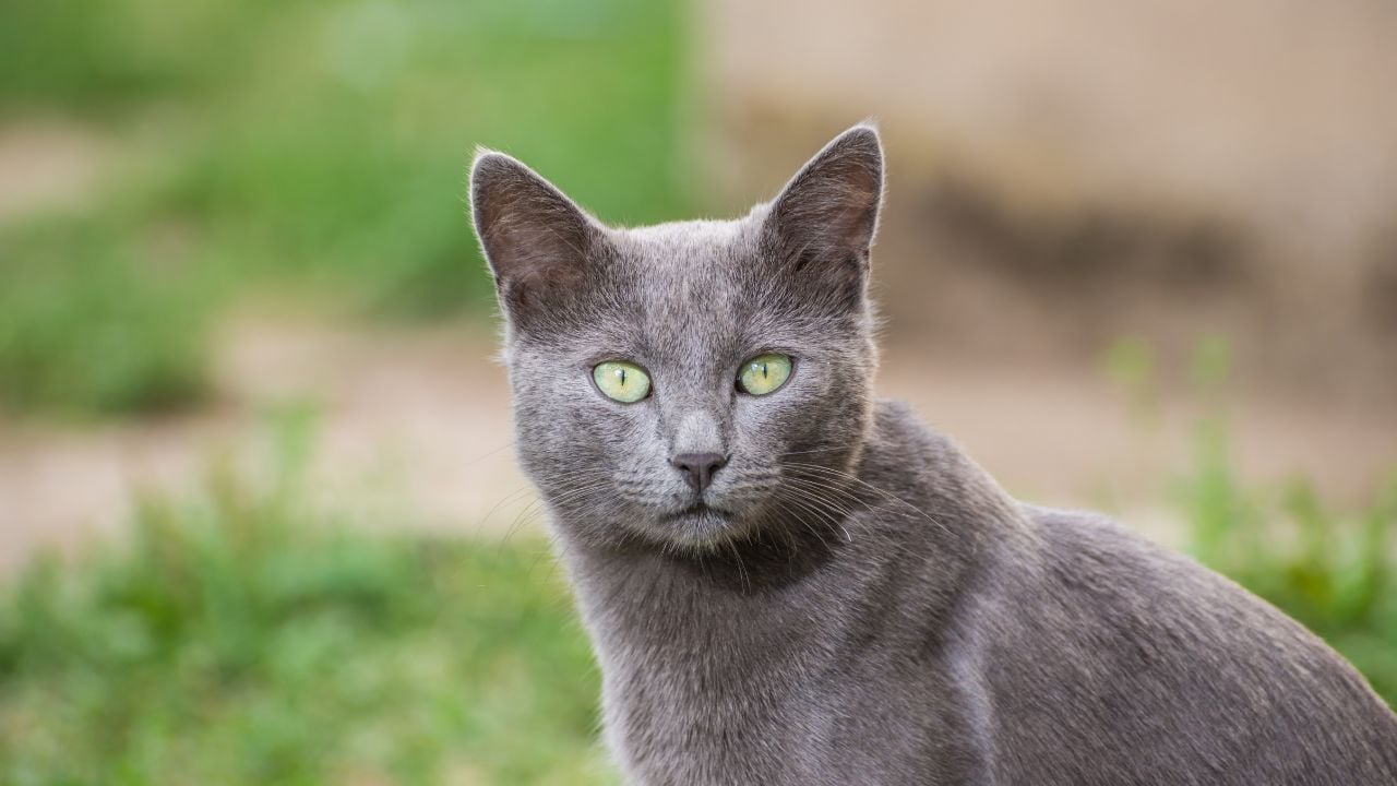 Russian Blue kedisi
