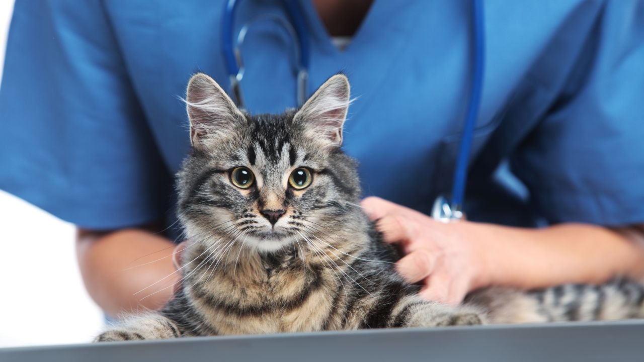veteriner hekimde bir kedi