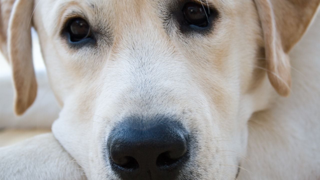 yakın çekim bir labrador
