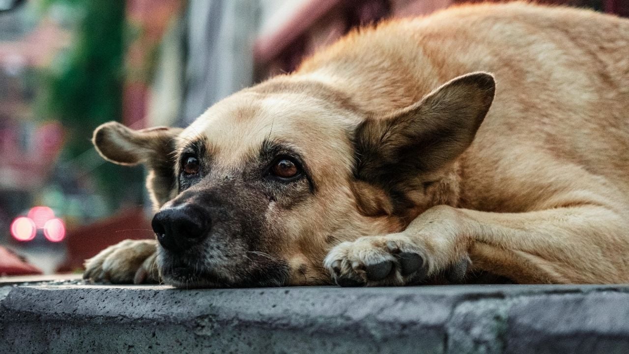 stresli bir köpek yerde yatıyor