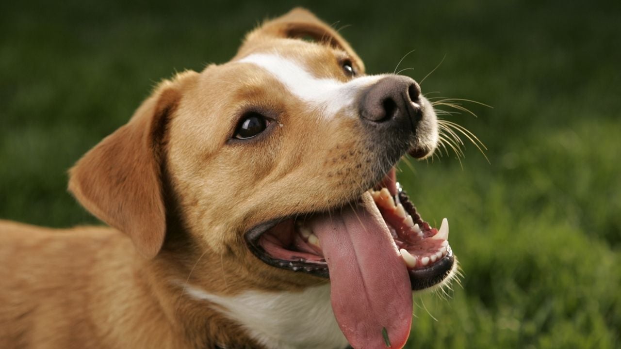 ot yemiş bir köpek