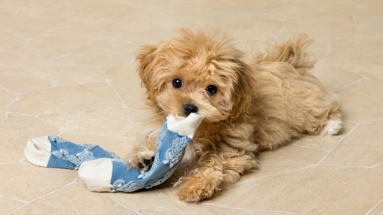 ağzında çorap olan sevimli bir köpek
