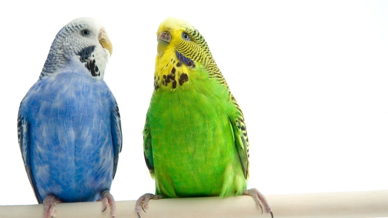 mavi ve yeşil muhabbet kuşları