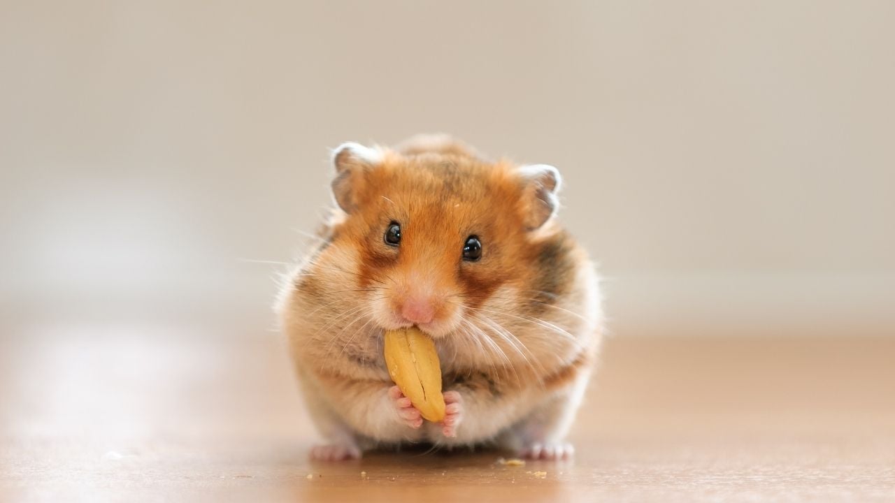minik hamster fıstık yiyor