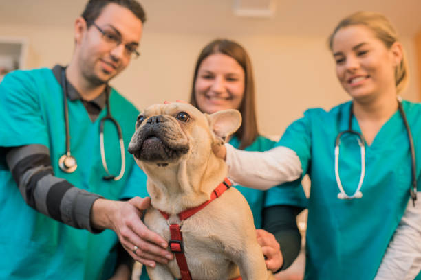 The Best Animal Hospital in Mississauga: Comprehensive Care for Your Pets