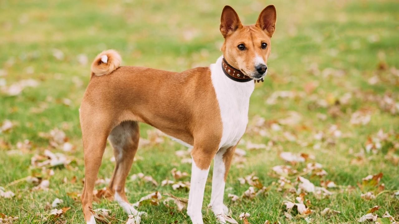 Basenji