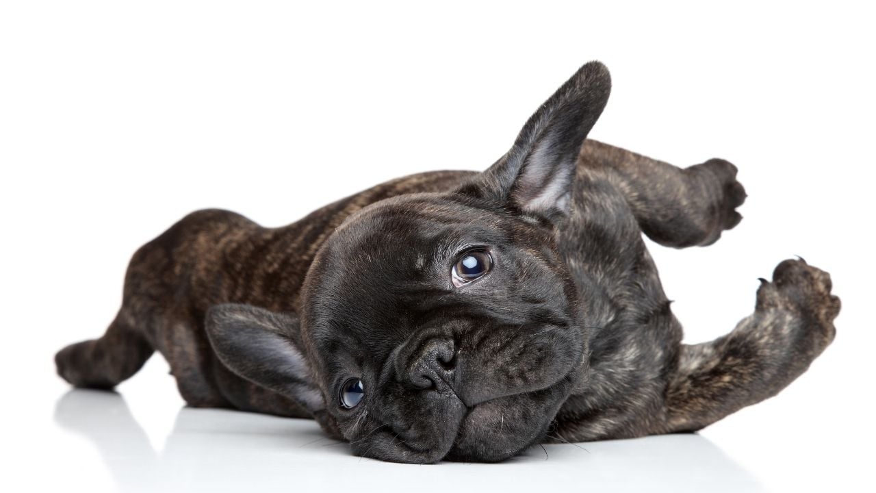 French Bulldog