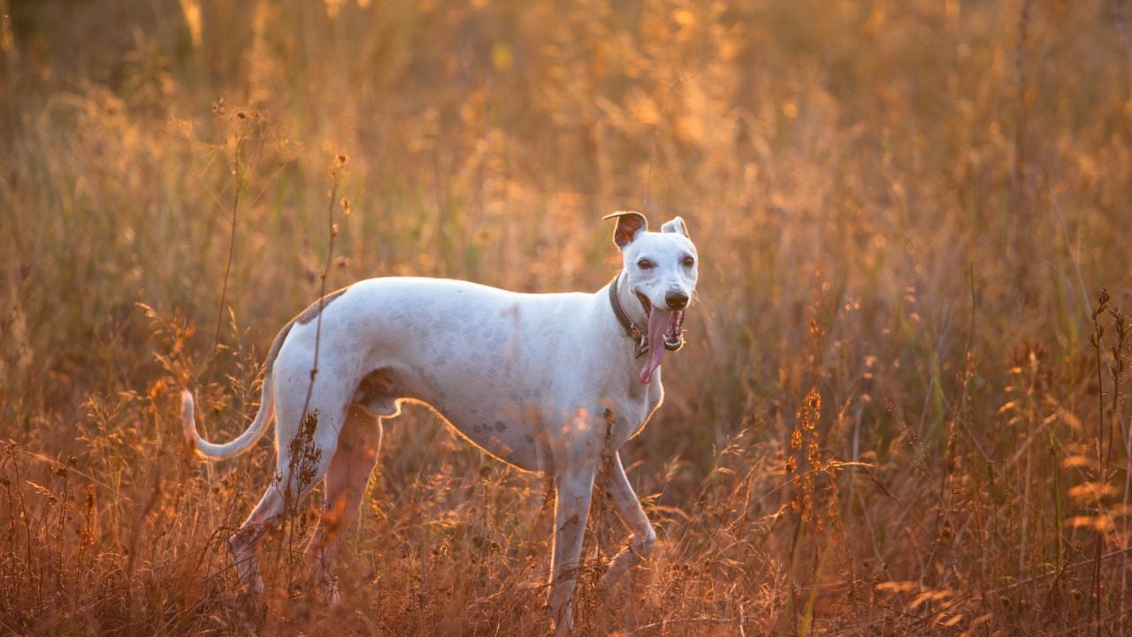 Whippet