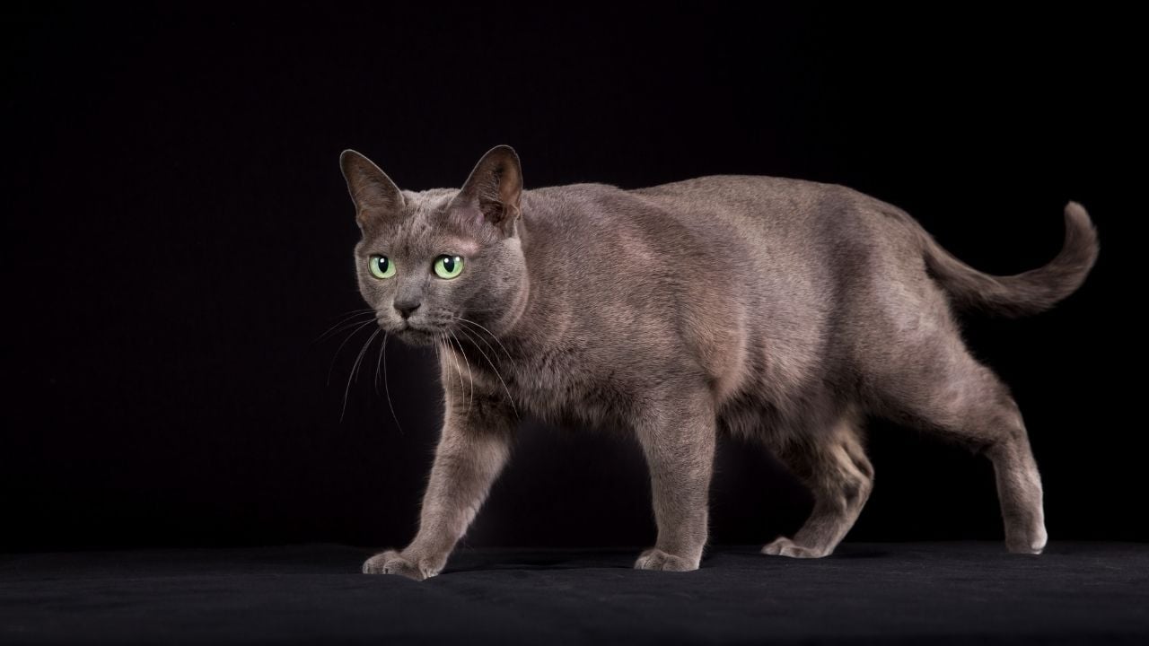 Korat Kedisi