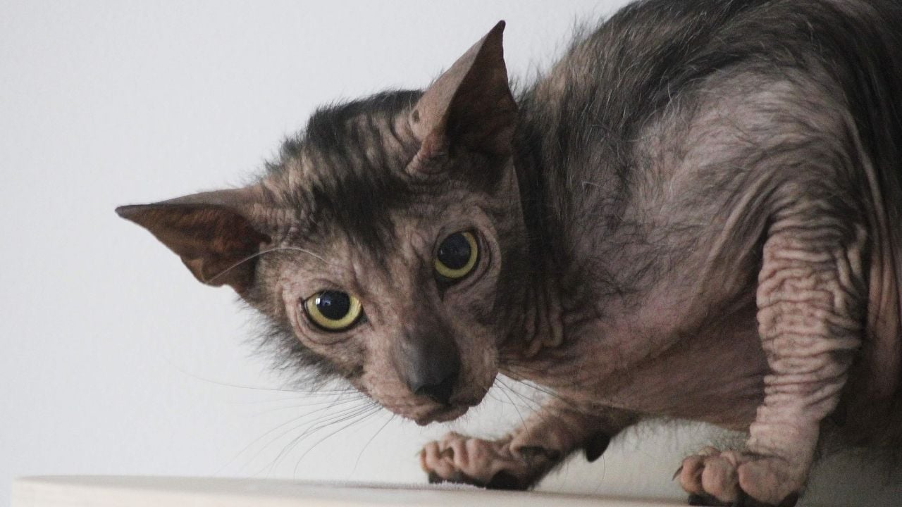 Lykoi Kedisi