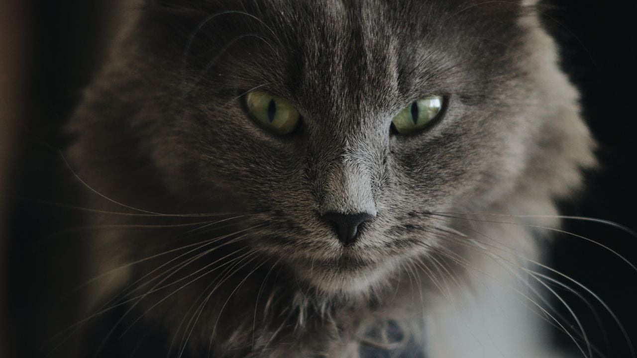 Nebelung Kedisi