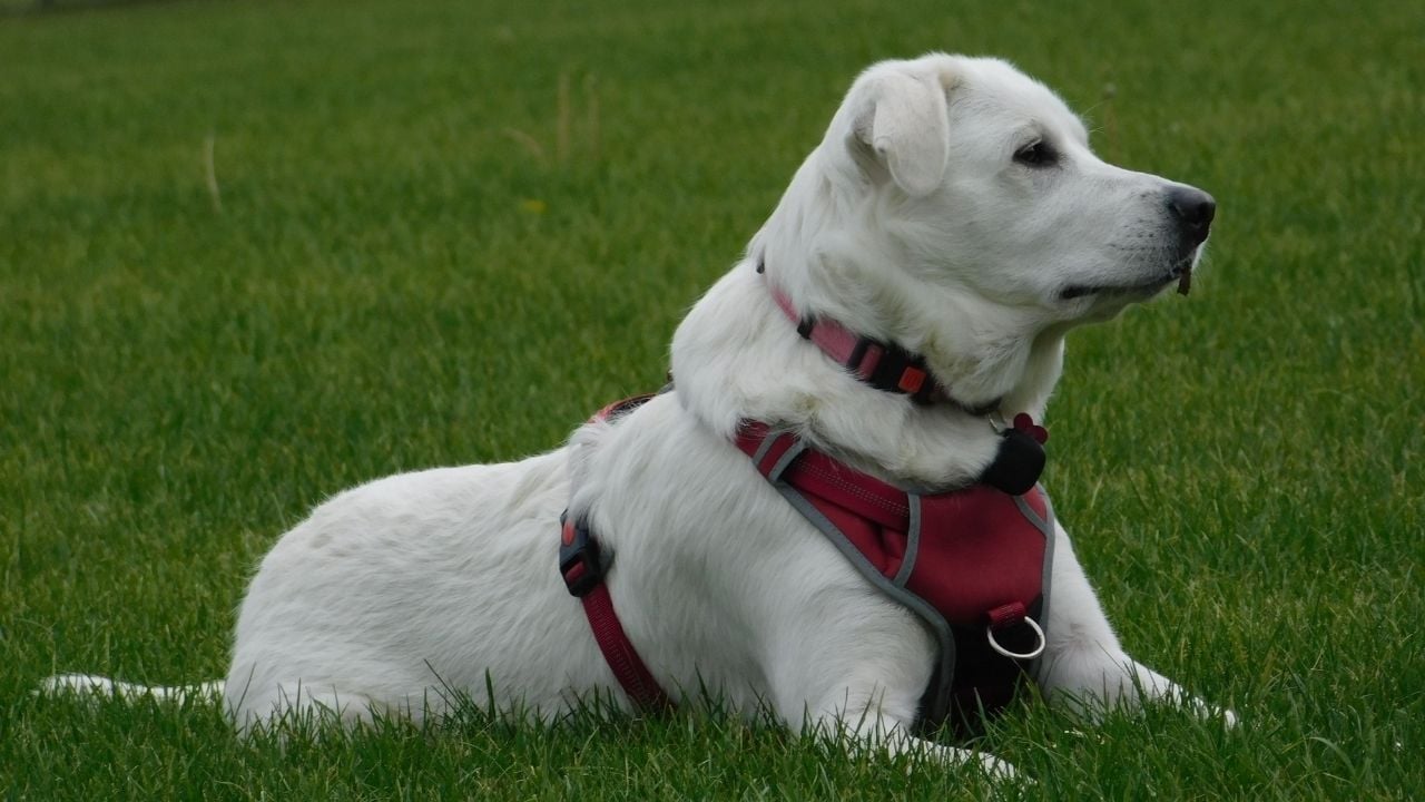 Akbaş köpek