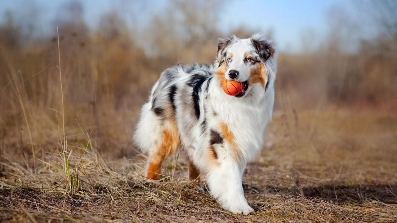 Avustralya Çoban Köpeği (Australian Shepherd)