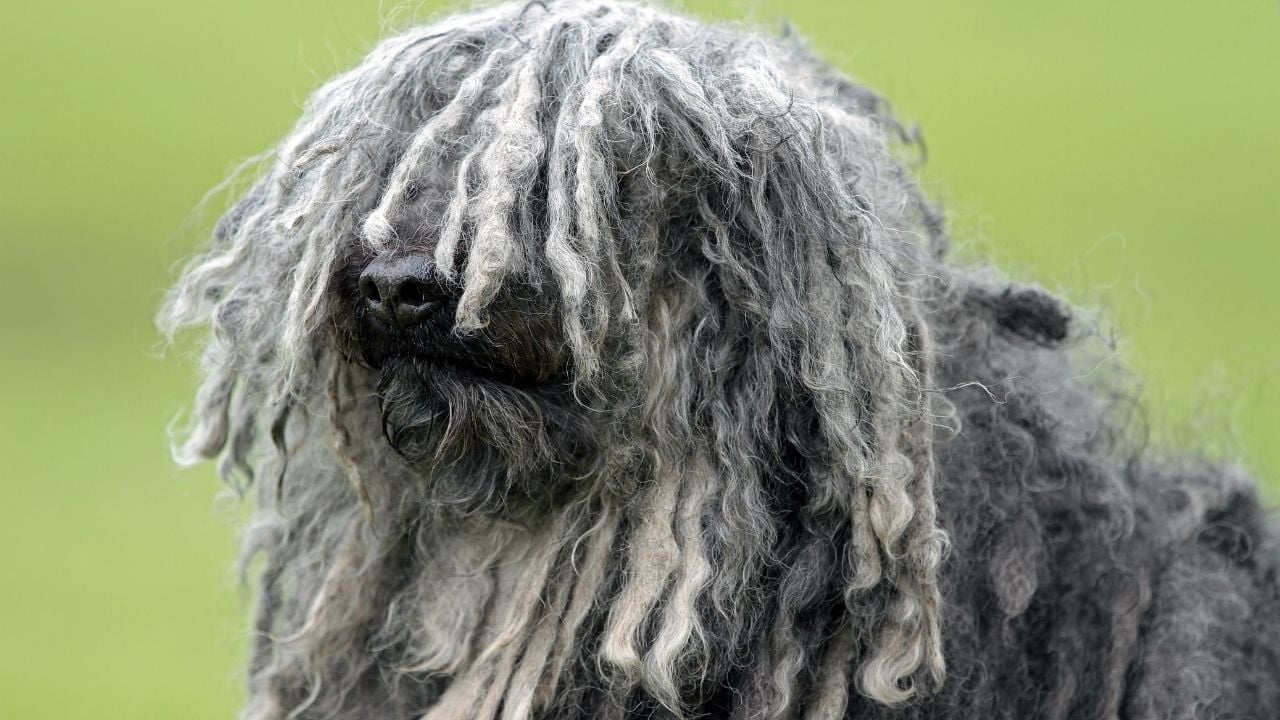 Puli