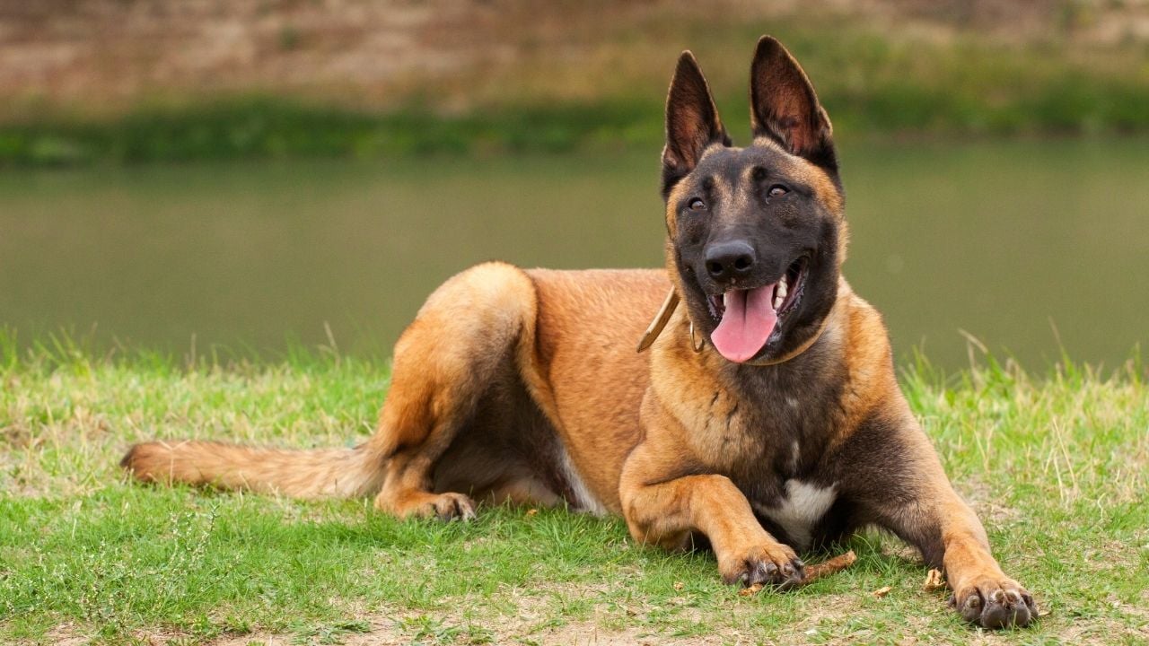 Belçika Malinois (Belgian Malinois)