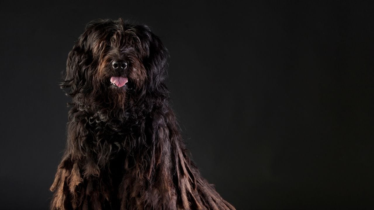 Bergamasco Çoban Köpeği (Bergamasco Sheepdog)