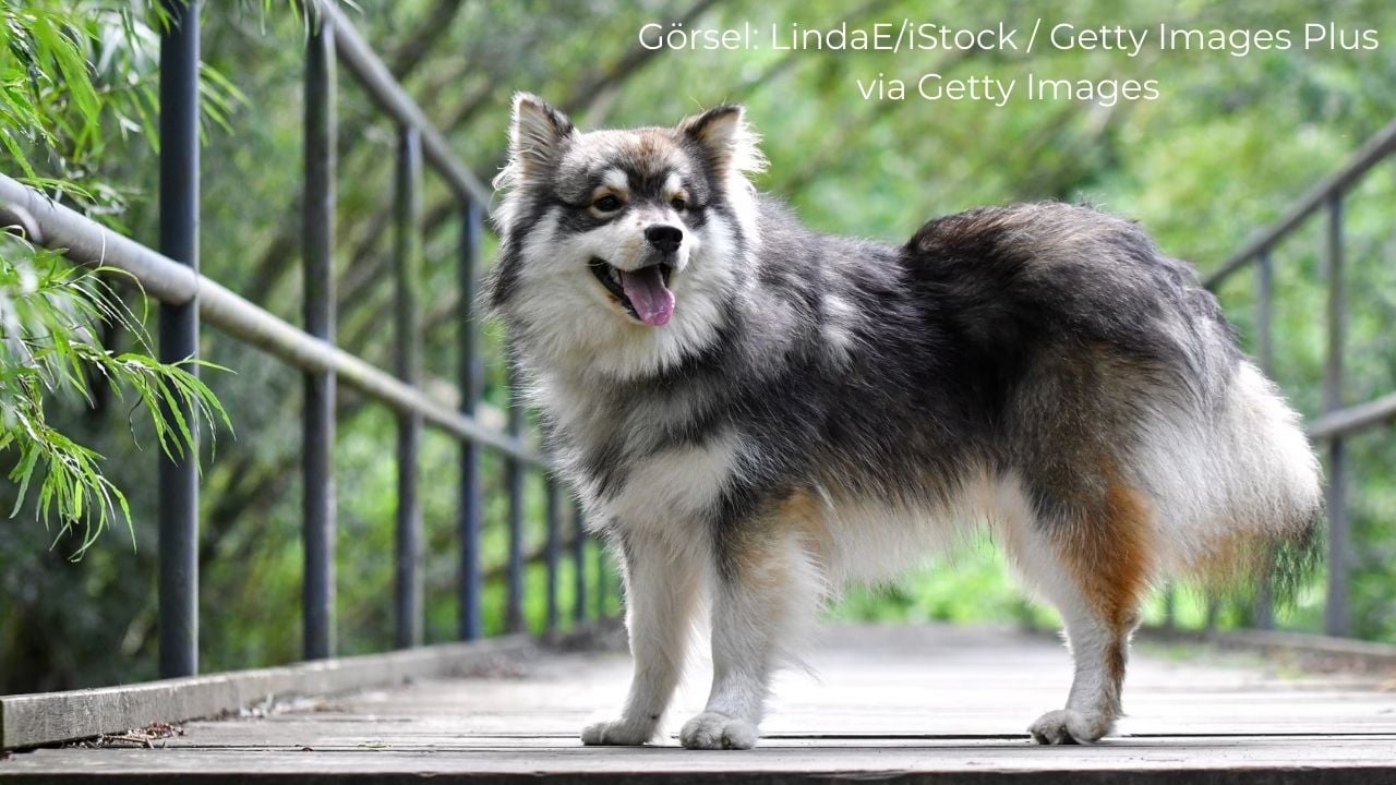 Fin Lapphund (Finnish Lapphund)
