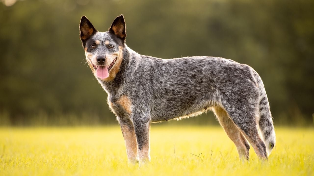 Avustralya Sığır Köpeği (Australian Cattle Dog)