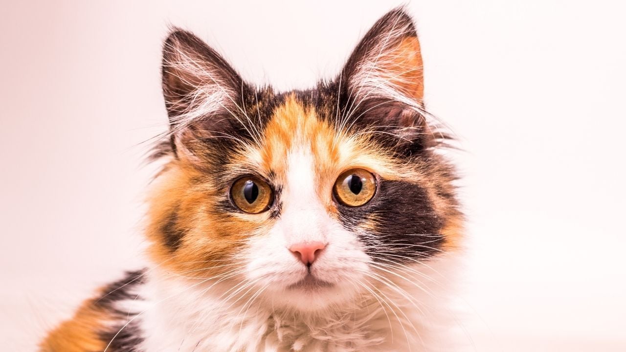 calico kedi