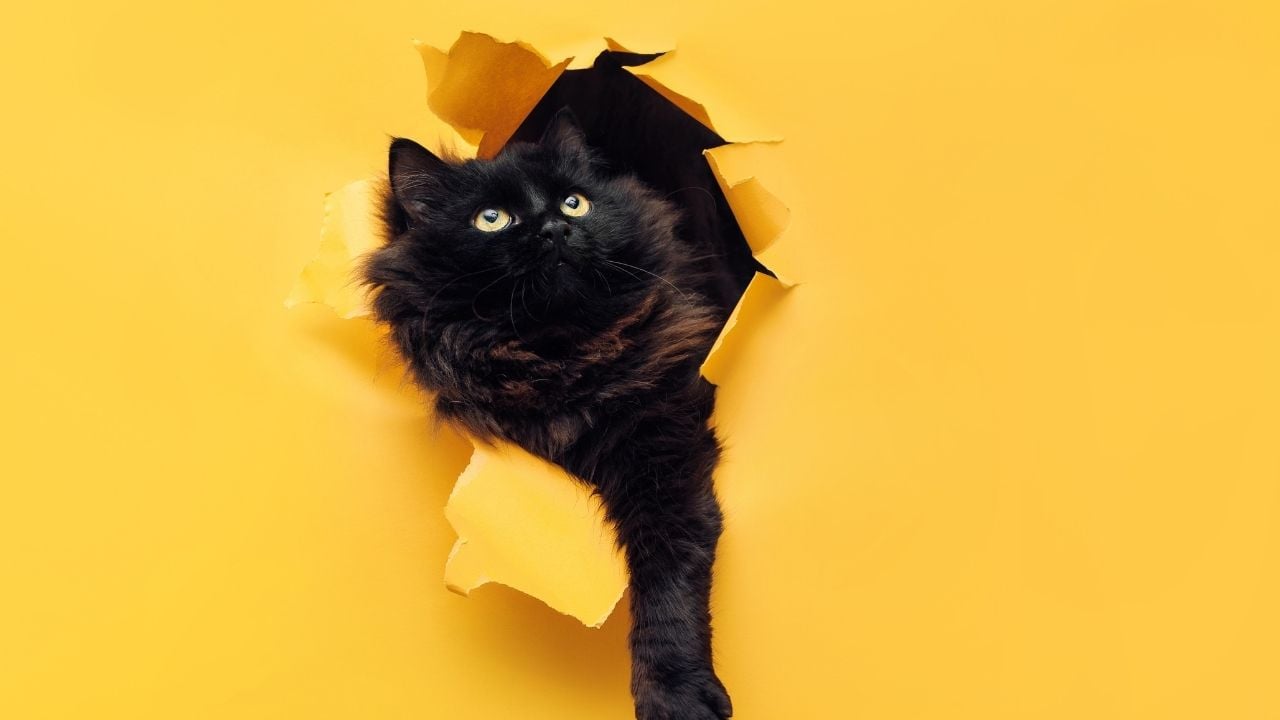 sarı arka planda siyah bir kedi