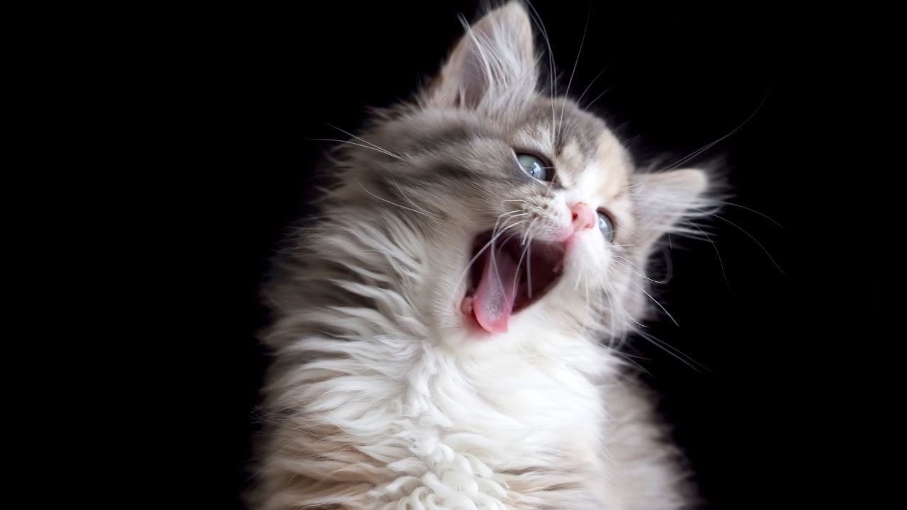siyah arka planda ağzı açık sevimli kedi