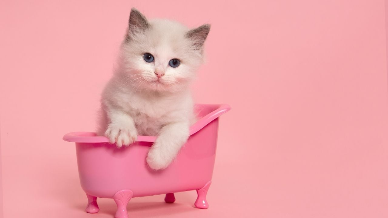 pembe küvette yavru kedi