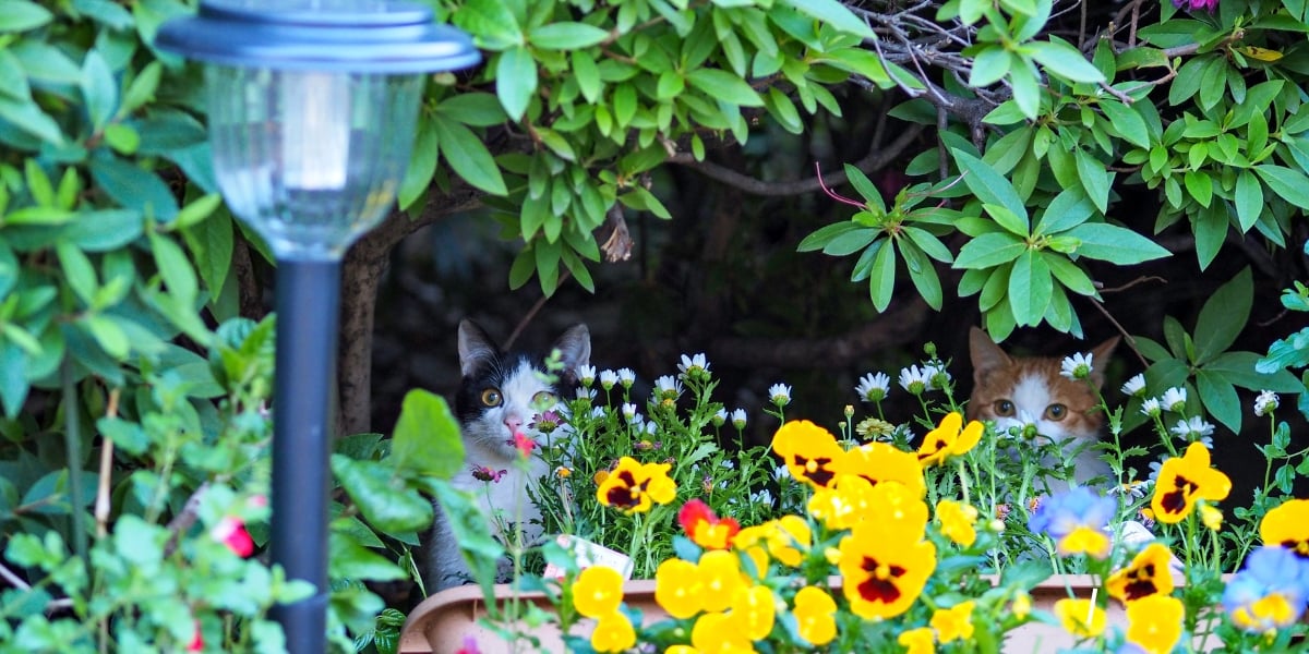 How to Hang Patio String Lights: DIY Guide