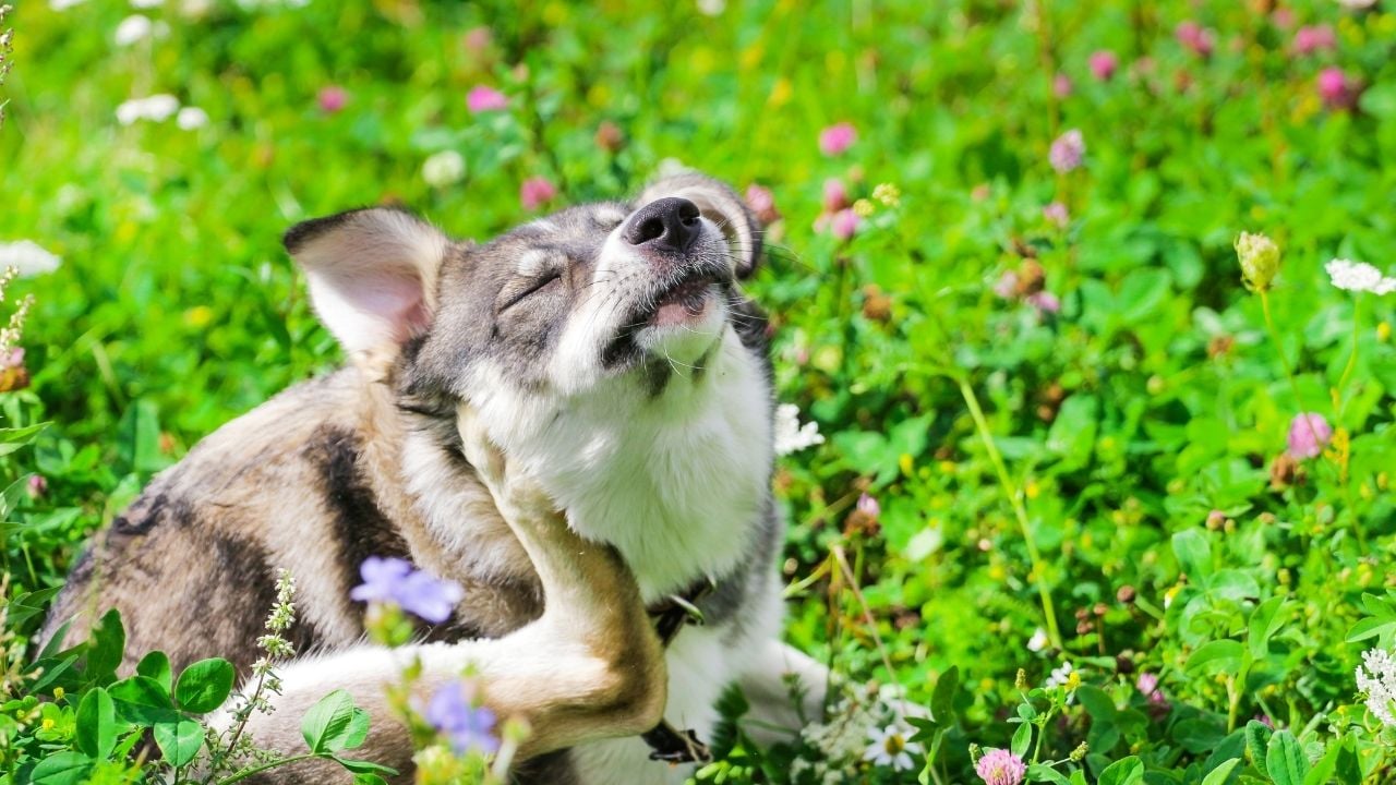 kaşınan bir köpek