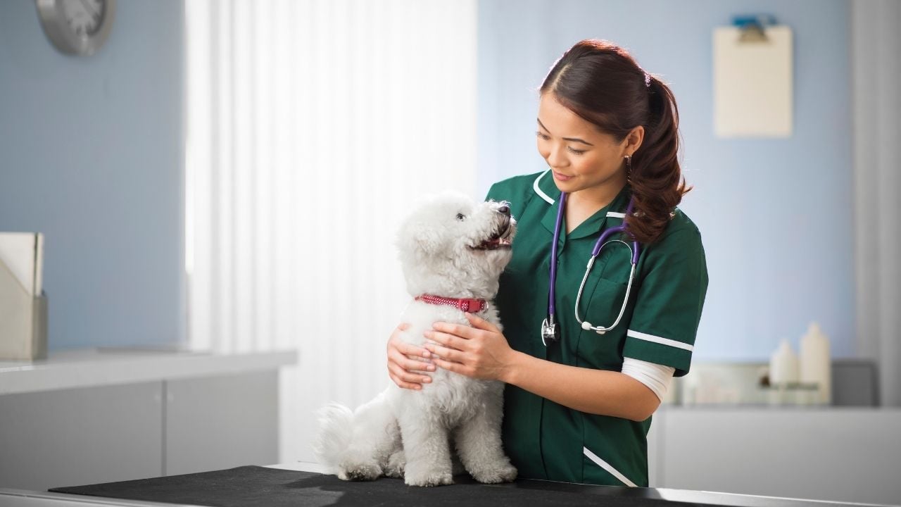 veterinerde bir köpek