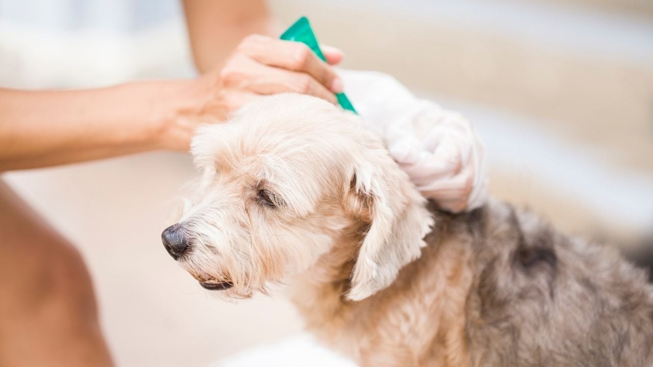 köpekten kene çıkarılması