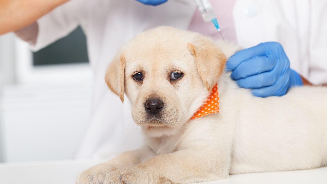 köpek aşı oluyor