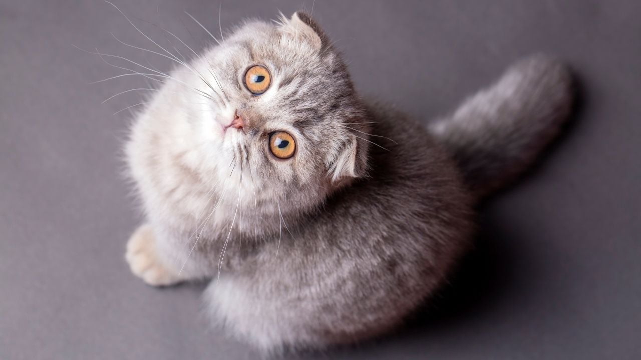 sevimli bir scottish fold kedisi