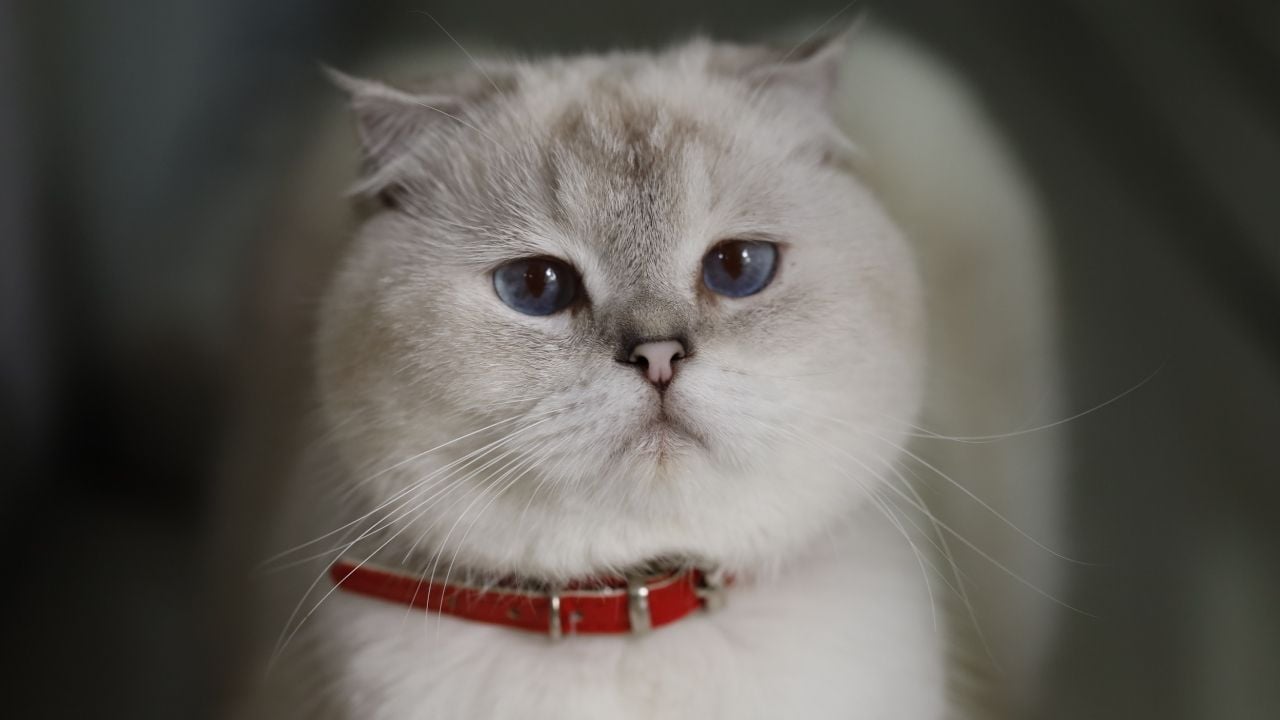 tasmalı bir scottish fold kedisi