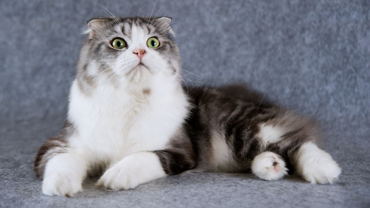 uzun tüylü bir scottish fold kedisi