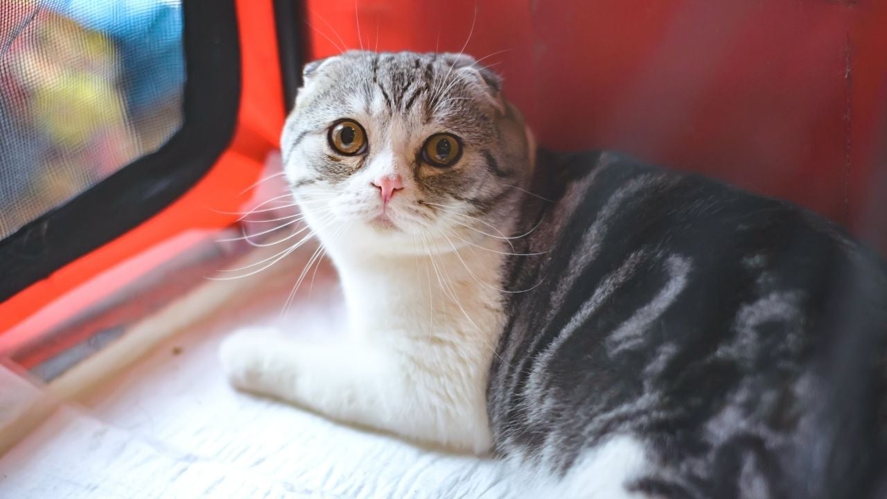 çizgili sevimli bir scottish fold kedisi
