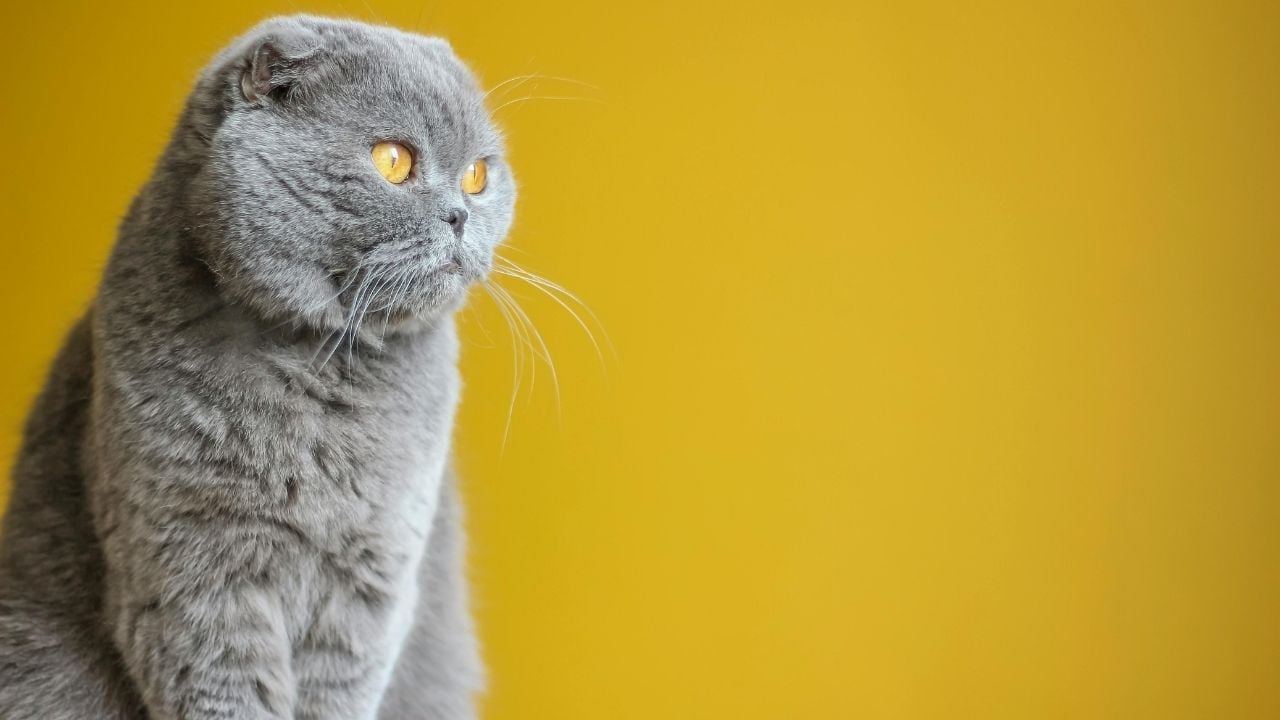 gri renkli scottish fold kedisi