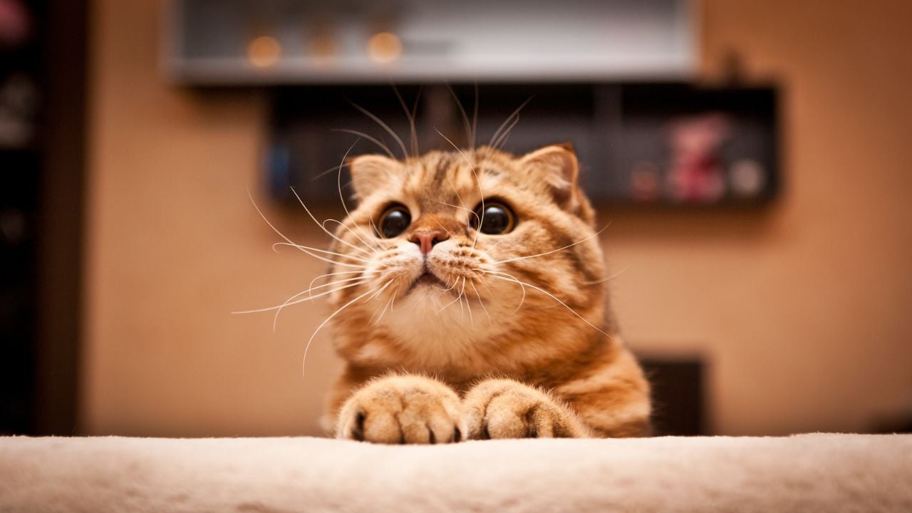 sarı sevimli bir scottish fold kedisi